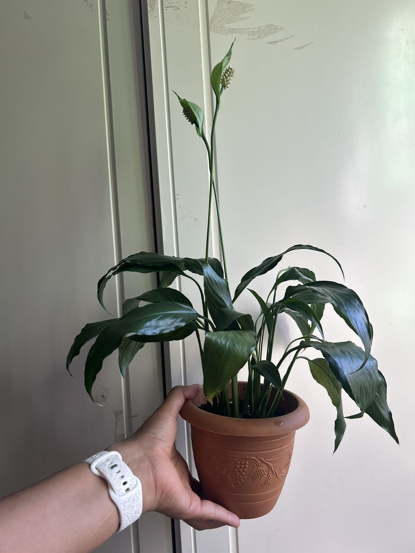 Peace Lily “I Dont Reply To Hi Is This Still Available! Read Description ⤵️