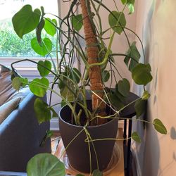 Large Elephant Ear Plant 