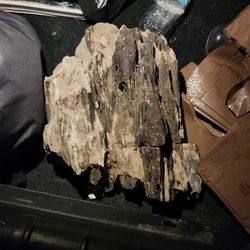 Rare Petrified Wood Trunk 