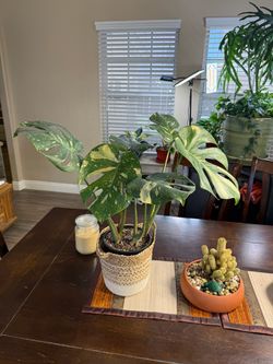 Live Monstera Thai Constellation Plant with Wicker Pot (Please read full description)