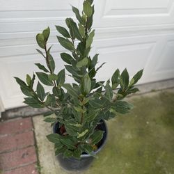 Laurus Bay Leaf Plant, In 5 Gallons Pot Pick Up Only
