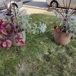 Real Plants Lot Of 2