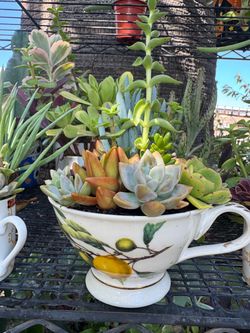 Beautiful Arrangement