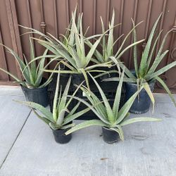 Aloe Vera(Savila) For Sale 