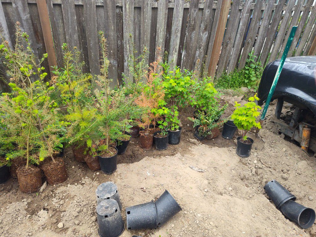 (Plant Sale) Starts Douglas Firs, Evergreen Huckleberry, Western Sworn First Ferns