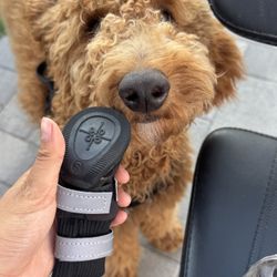 Dog Shoes Small