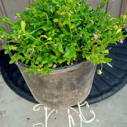 planta Mexicana heather