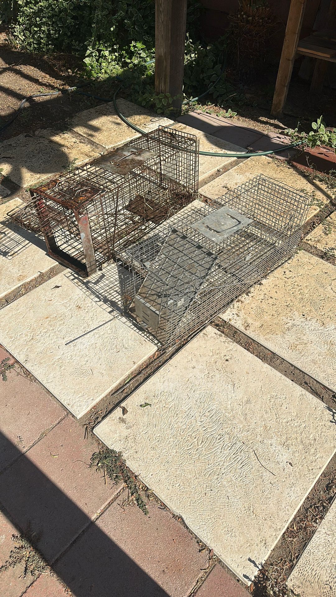 Cage Trap