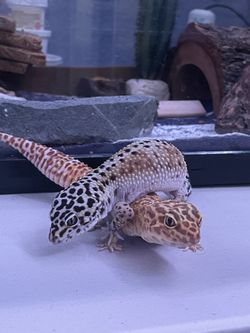 Bundle 50 Gal Set Up