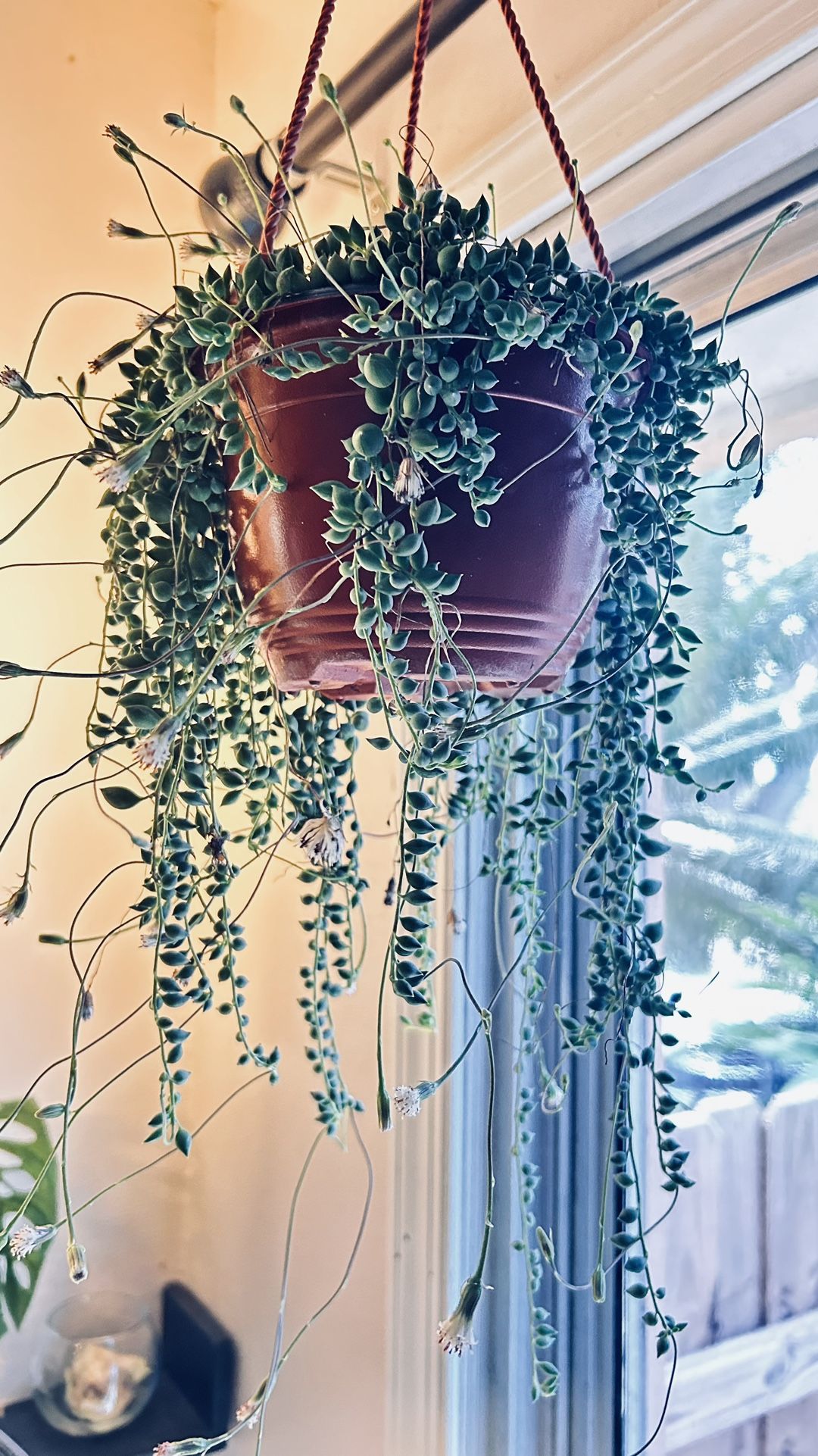 String Succulents Cuttings