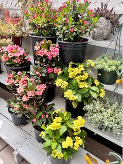 5 gallon pot $40 each