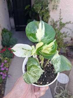 Small Manjula Pothos Plant $8