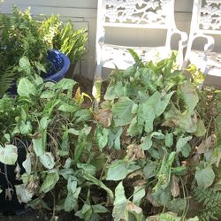 Shade Plants