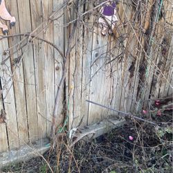 Free Dormant Grape 🍇 8-10 Plants You Come Dig Out