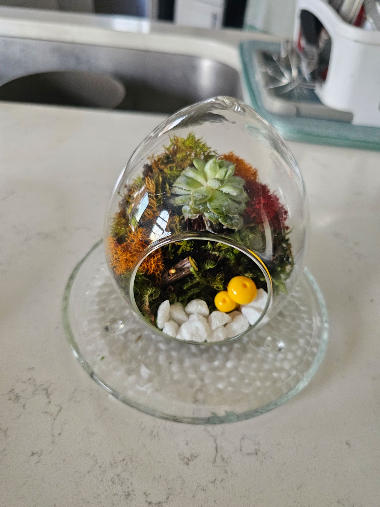 Glass Egg Shaped Terrarium