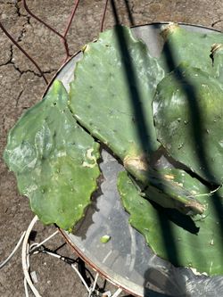 Old Mexico prickly pear pads