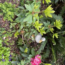 Rhododendron Bush 