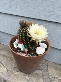 Cactus 