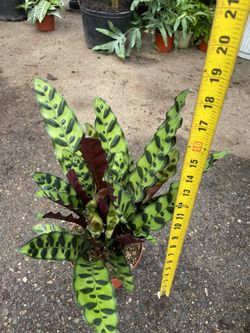 Rattle snake plant, Calathea Maykoyana, Calathea fishbone (6” pot) 95820