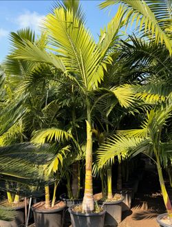King palm trees 🌴