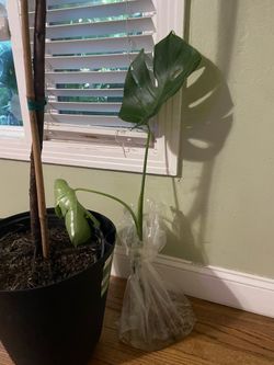 Fully rooted monstera deliciosa, 95820