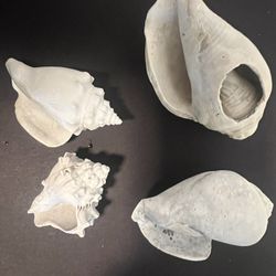 Sea Shells - 4 Pieces- 2.5 to 3.5inch For Aquarium Decoration