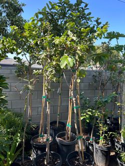 Green guava fruit trees