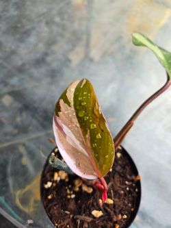 Philodendron