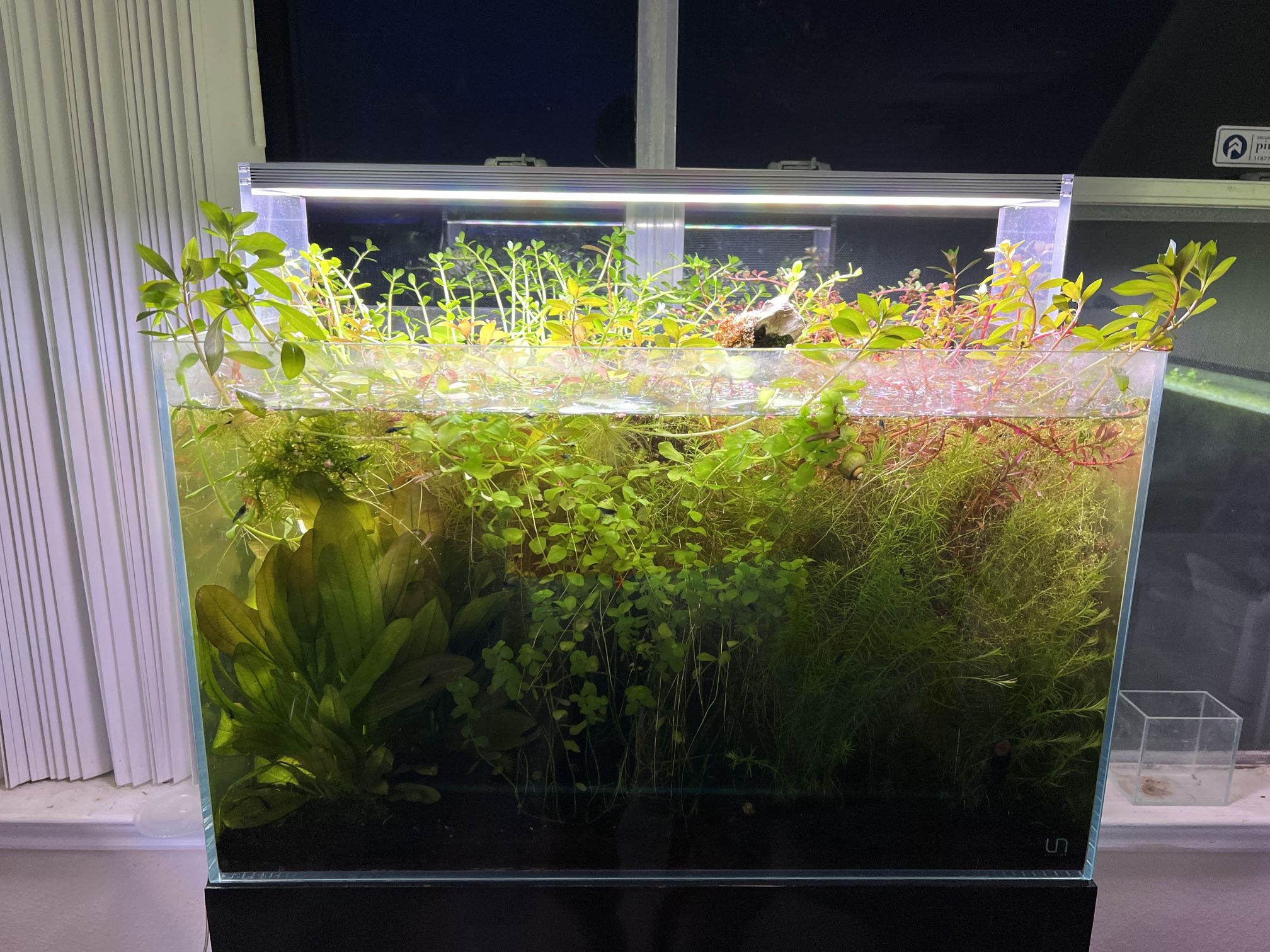 Fish tank aquarium plants