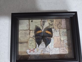 Handmade Taxidermy Butterfly