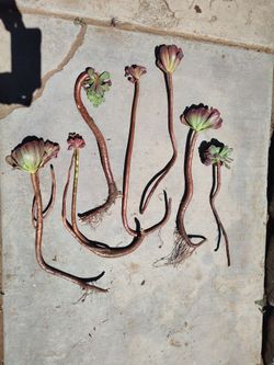 Aeonium Succulent Cuttings with Roots #4