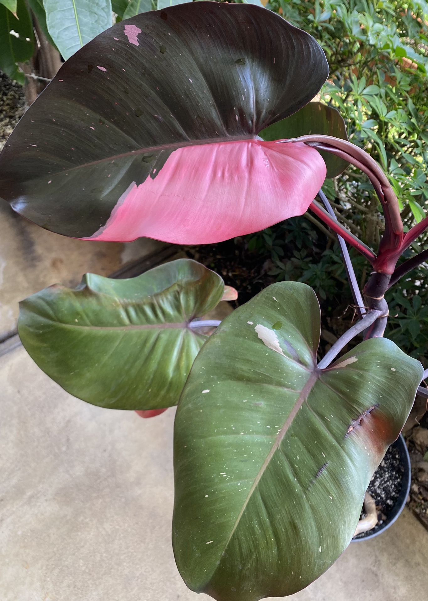 Philodendron Pink Princess Plant