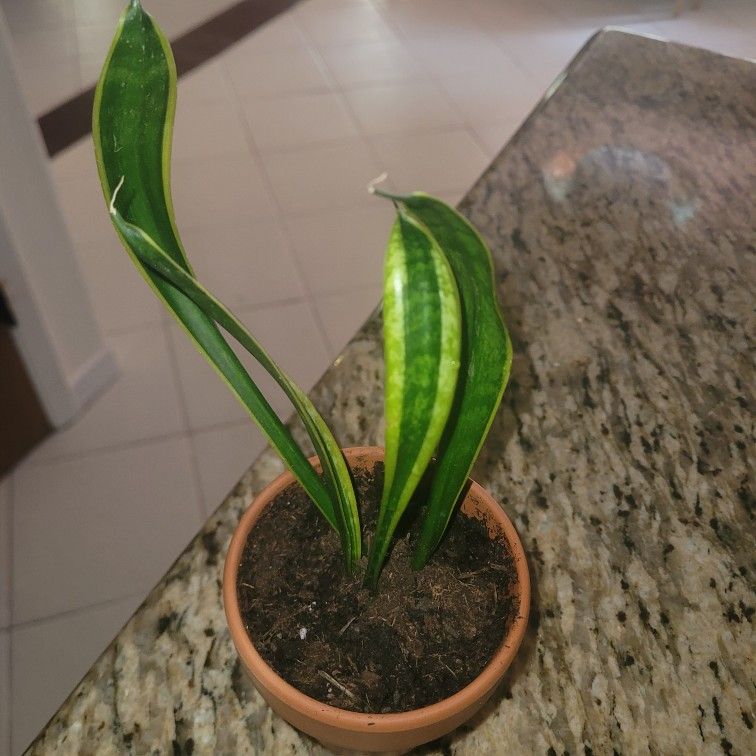 Baby Snake Plant In 3in Pot
