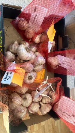 Seed Garlic and Eating Garlic