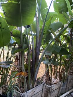Tropical bird of paradise
