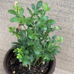 Medium Pot Group Of Miniature Flying Dragon Trees, Perennial Comes Back Every Year, Unique Claw Shaped Leaves, Full Sun To Partial Shade 