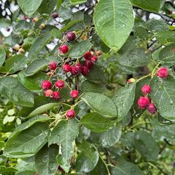 Serviceberry (Amelanchier alnifolia) – Pacific Northwest Native
