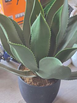 Fake Aloe Vera Plant