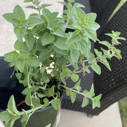 Oregano Plants