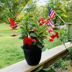 Live Red Mandevilla Climbing Flower Vine Plant