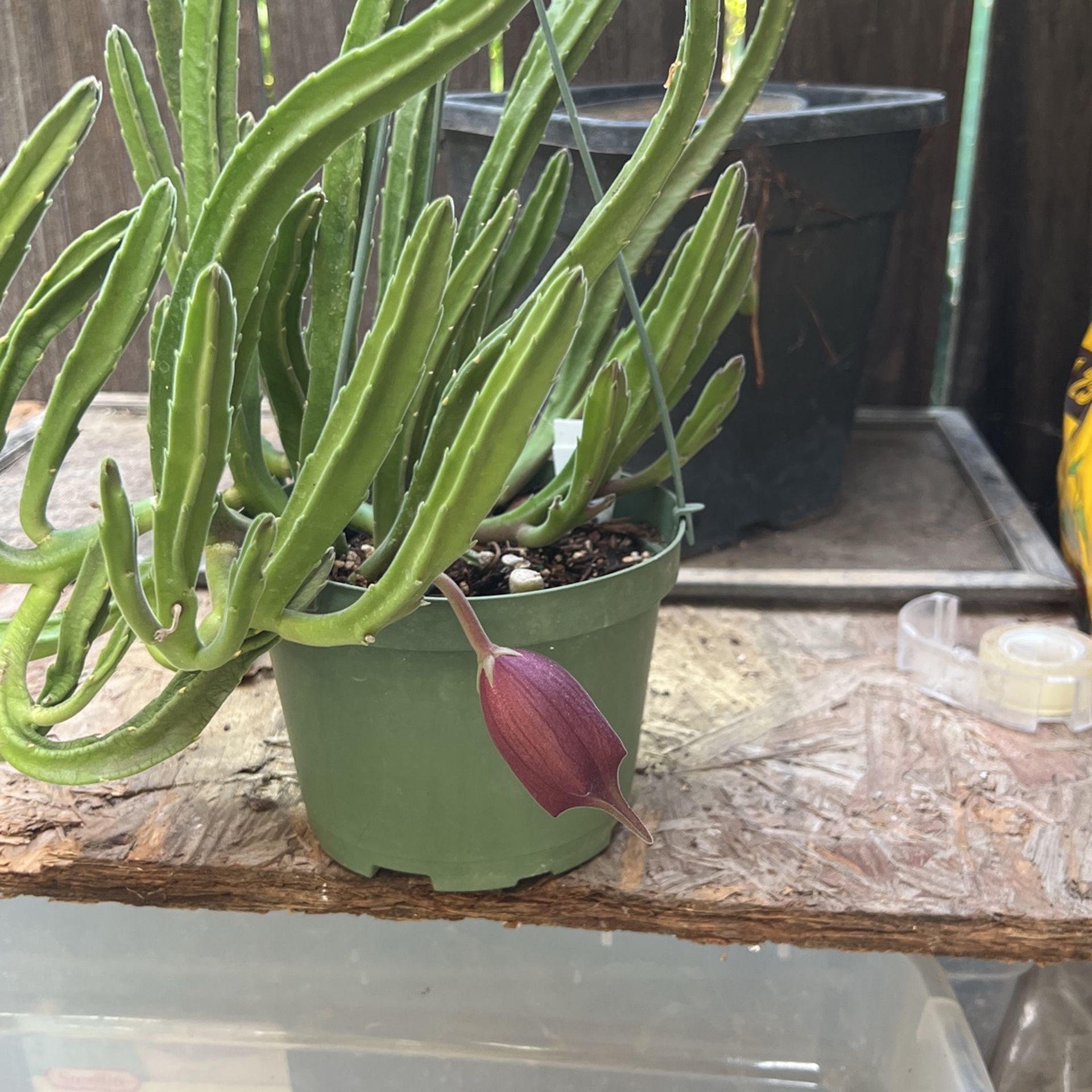 Estapelia De Campanita