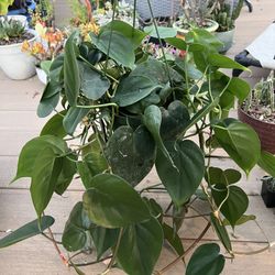 Green heart Philodendron, live plant in 6” nursery pot. ✔️ profile for more🪴 