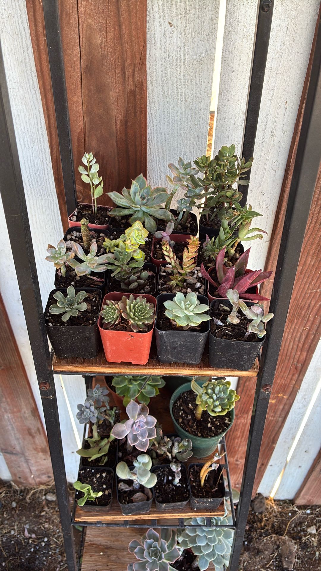 Succulents 2”