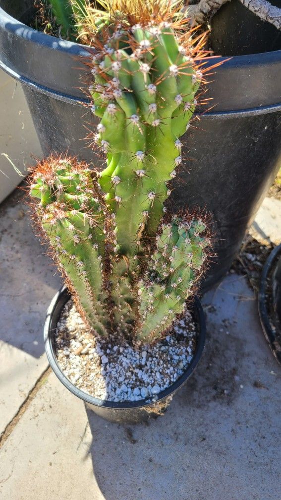 Moving Sale Want To Sell My Plants