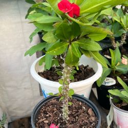 Corona De Cristo