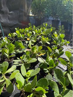 Clusia 1 Gallon plants landscape