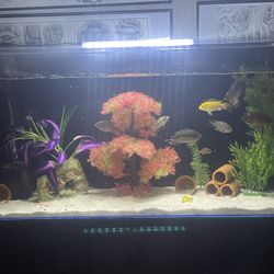 Fish Tank Decorations