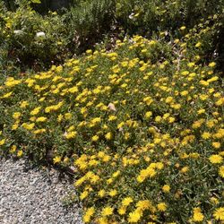 Yellow Succulents Ground Cover