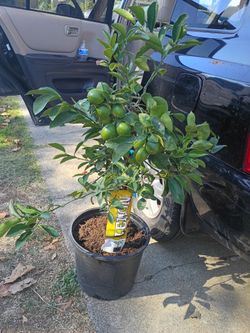 Lemon Tree
