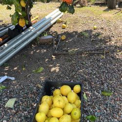 Limones Frescos Gratis 